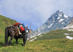 Packpferde am Grossglockner