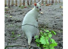 Bennettkäguri Albinoweibchen
