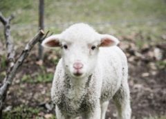 Devold of Norway - sheep to shop
